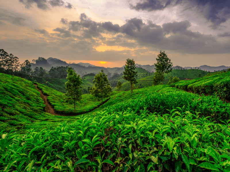 Inde Immersion au Kerala